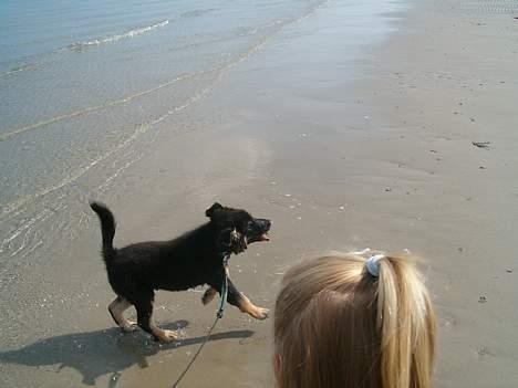 Blanding af racer ~¤~Qato~¤~ - Han er simpelthen den største vandhund, han ELLLSKEERRRR det :-D billede 11