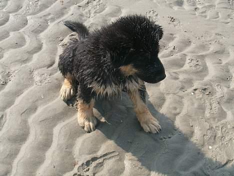 Blanding af racer ~¤~Qato~¤~ - Og sfølig ruller man sig i sandet, når man er drivvåd og ligner en sandbanke istedet for :-) billede 12