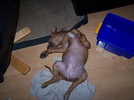 Rhodesian ridgeback Diata - Efter en hård dag er man bare færdig!!! billede 2