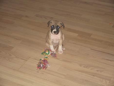 Amerikansk staffordshire terrier Daisy billede 1