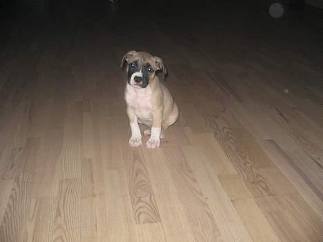 Amerikansk staffordshire terrier Daisy billede 2