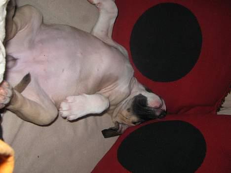 Amerikansk staffordshire terrier Daisy billede 3