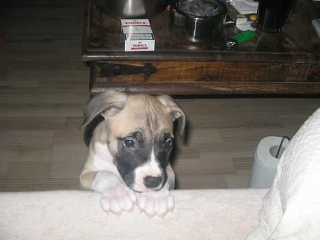 Amerikansk staffordshire terrier Daisy billede 4