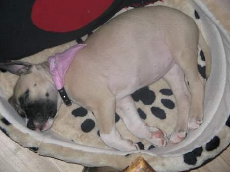 Amerikansk staffordshire terrier Daisy billede 5