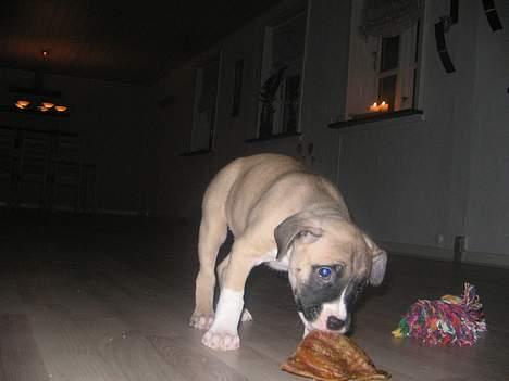 Amerikansk staffordshire terrier Daisy billede 6