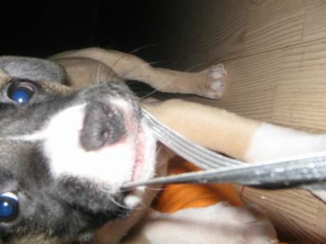 Amerikansk staffordshire terrier Daisy billede 7