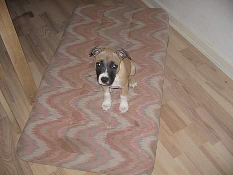 Amerikansk staffordshire terrier Daisy billede 8