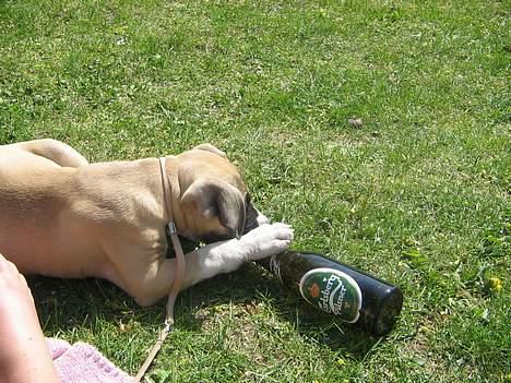 Amerikansk staffordshire terrier Daisy billede 9