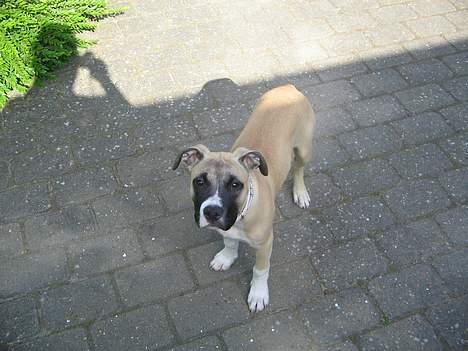 Amerikansk staffordshire terrier Daisy billede 10