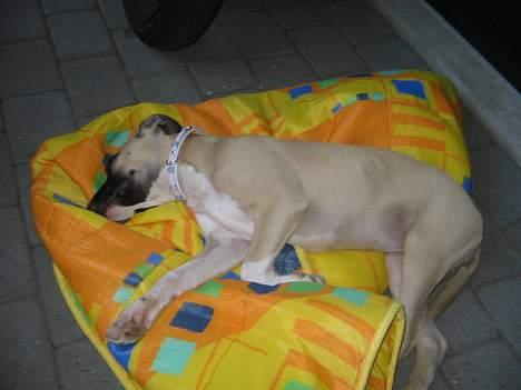 Amerikansk staffordshire terrier Daisy billede 11