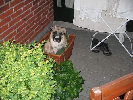 Amerikansk staffordshire terrier Daisy billede 12