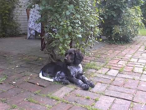 Kleiner münsterländer Anton billede 20