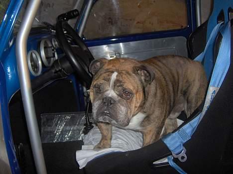 Engelsk bulldog Outskirts Diesel - Skal vi ud at køre billede 3