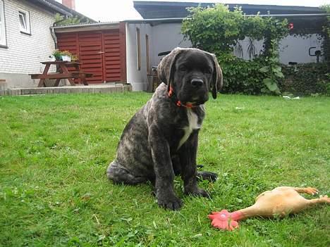 Mastiff engelsk mastiff Hogan billede 14