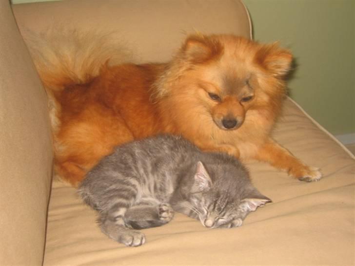 Pomeranian Foxy - Foxy og Frida. Allerde perle venner billede 19