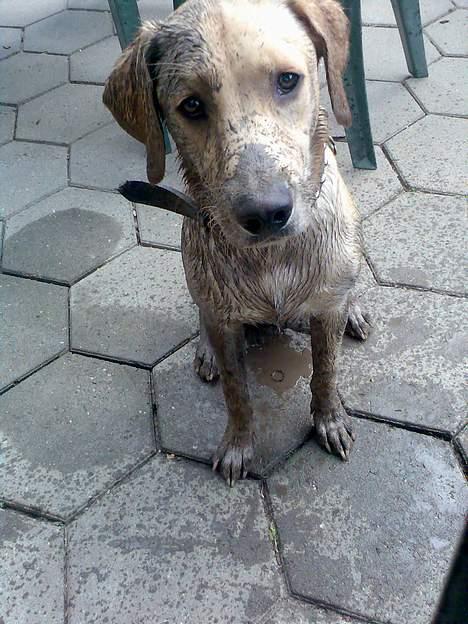 Labrador retriever Rico - "Jeg har slet ikke lavet noget jeg ikke.... måtte!"  billede 4