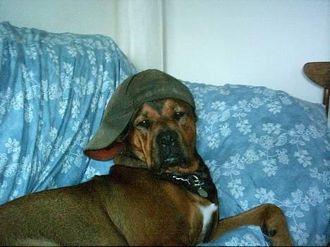 Blanding af racer rottweiler/Am.Bull Klunte billede 14