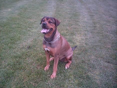 Blanding af racer rottweiler/Am.Bull Klunte billede 15