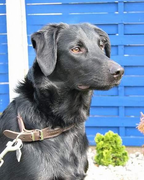 Labrador retriever Balu - død 25-08-06  - Balu 9mdr billede 7