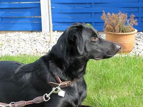 Labrador retriever Balu - død 25-08-06  - Balu 9mdr billede 8