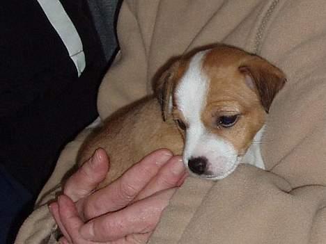 Blanding af racer Tazz - Død 20-02-07 - Tazz 5 uger billede 10