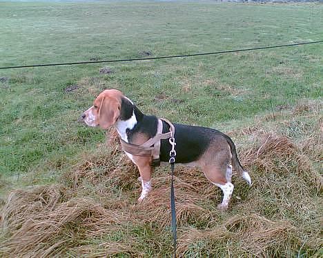 Beagle *  Princess Leika  * RIP - Hvad er det for en? En stor hund? "Nej Leika, det er en hest." billede 12