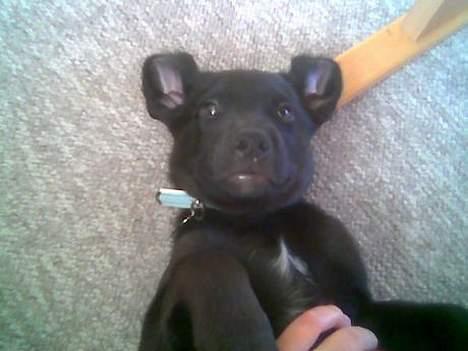 Labrador retriever Balu - død 25-08-06  - Balu som Chihuahua wanabe, da han var hvalp billede 9