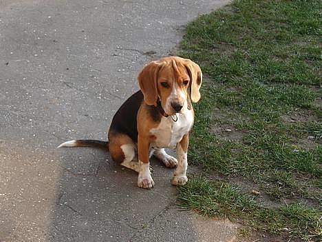 Beagle *  Princess Leika  * RIP - Leika 1 år. billede 14