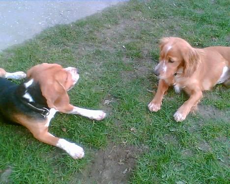 Beagle *  Princess Leika  * RIP - Hej Honey, jeg hedder Leika.. billede 15