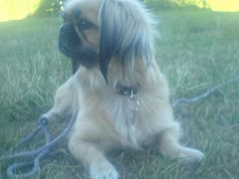 Pekingeser Chu Pow - Her ligger Jeg lige ude i haven, dejligt :D <3 billede 11