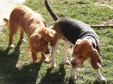 Beagle *  Princess Leika  * RIP - Nej Honey - gnaske gumle - du får det ikke... billede 16