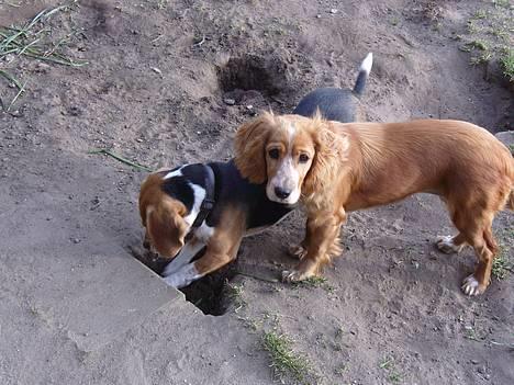 Beagle *  Princess Leika  * RIP - Prøv lige se Honey, mon det er her jeg har gravet okseøret ned? billede 17