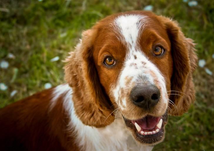 Welsh springer spaniel Monty - Monty 3 år billede 1