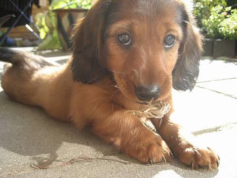 Dværggravhund Sille - Bobby Olsen......  Den store farlige han....:-) Født sidst, men helt klart størst.. billede 19