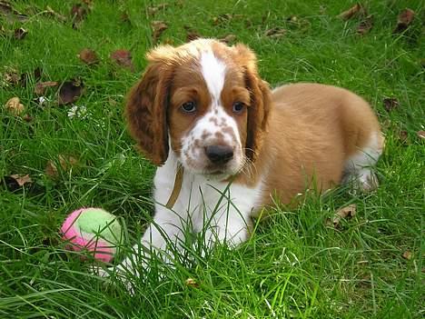 Welsh springer spaniel Monty - Montys første dag i sit nye hjem - 8 uger gammel billede 2