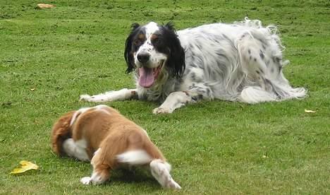 Welsh springer spaniel Monty - Lille Monty leger med "fætter" Ajabu billede 3