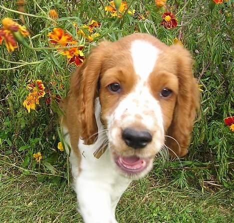 Welsh springer spaniel Monty - Monty i blomsterjunglen - 9 uger gammel billede 4