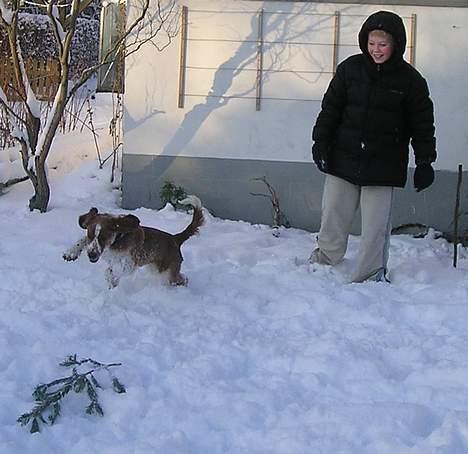 Welsh springer spaniel Monty - Jakob og Monty leger i sneen billede 5