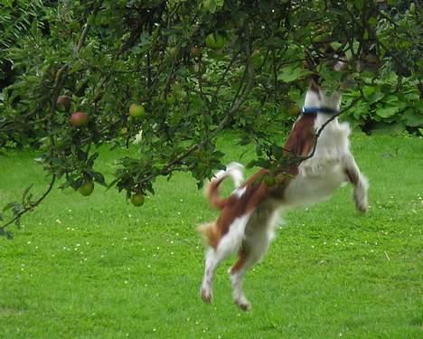 Welsh springer spaniel Monty - Monty på æblerov - eller er der mon en fugl? billede 6
