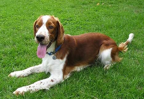 Welsh springer spaniel Monty - Et afslappet øjeblik i haven - 1 år gammel billede 7