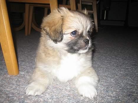 Tibetansk spaniel Follow Cespas Polly Pop - Min mors yndlingsbillede. Jeg har det der udtryk, siger hun. billede 6