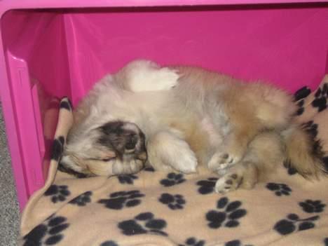 Tibetansk spaniel Follow Cespas Polly Pop - og så lige tid til en slapper. billede 7