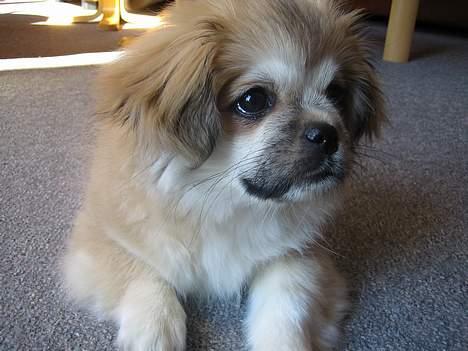 Tibetansk spaniel Follow Cespas Polly Pop - Kan du stå for mig? billede 9