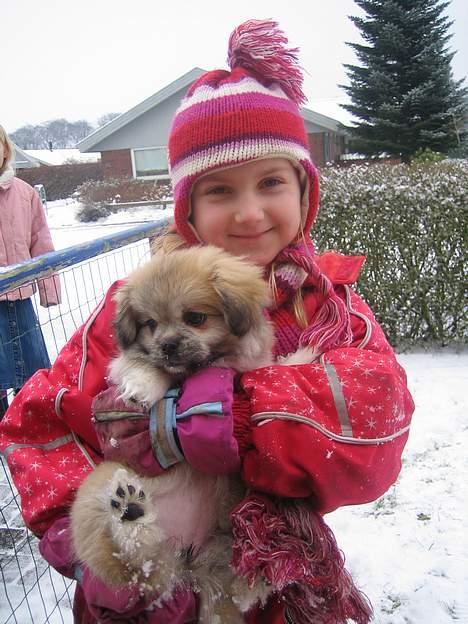 Tibetansk spaniel Follow Cespas Polly Pop - Sneen er så kold, godt Maria passer på mig! billede 10