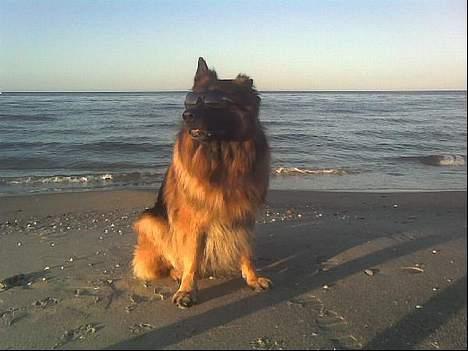 Schæferhund Hafran's Tasso 015 - a cool dog 8D billede 2