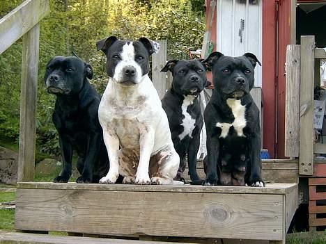 Staffordshire bull terrier Little Frogs - Kennelflickorna Lisa, Astrid, Eijvor, Maijken billede 1