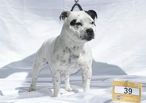 Staffordshire bull terrier Little Frogs - SUCH DKUCH Little Frogs Black Opal "Ayo" -04 billede 2