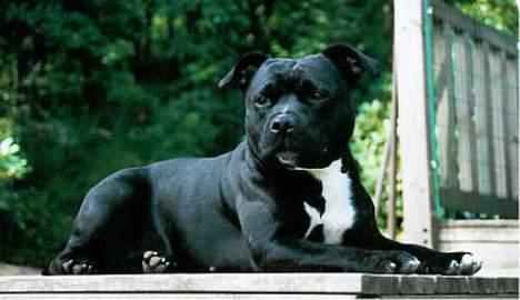 Staffordshire bull terrier Little Frogs - KBHV-02 Brov-02 Such Dkuch Nuch Norduch Intuch Stora Kulltorps Sweet Little Frog "Maijken" billede 3