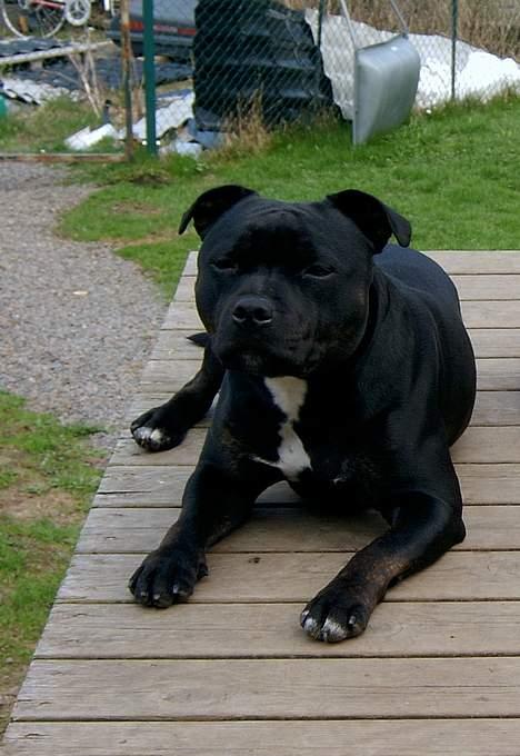 Staffordshire bull terrier Little Frogs - SV-06 SUCH DKUCH Little Frogs Echeverria Molina "Barbro" -05 billede 4