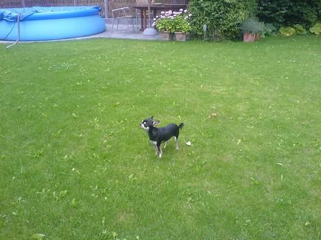 Chihuahua mingus billede 18